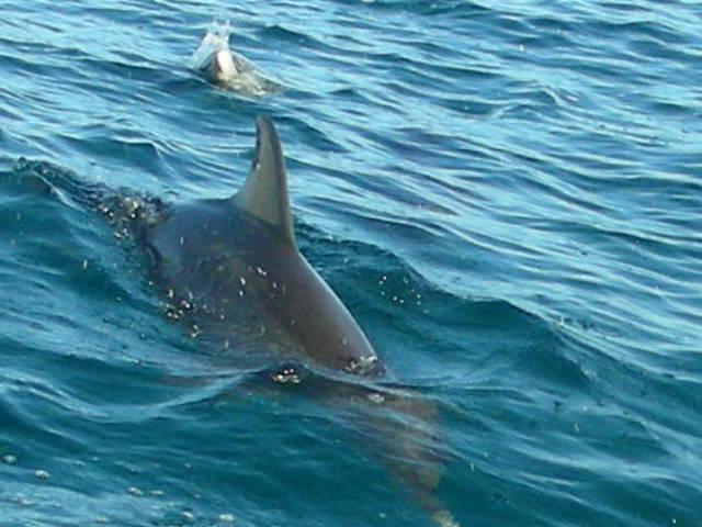 035-spotted dolphin